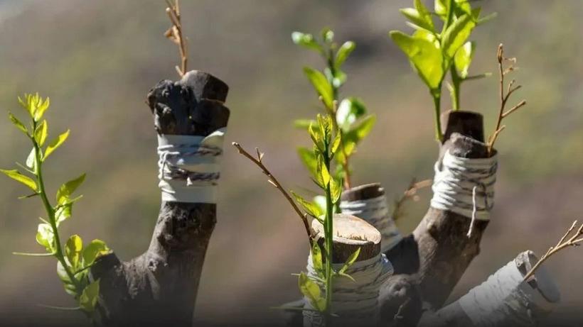 بيع شتلات الفاكهة في أذربيجان الغربية