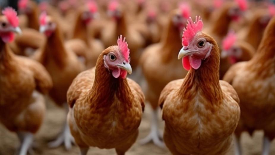 Parsian Kümes hayvanları kümes hayvanları