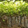 Nursery of Ramin, in -person and in -person sale of seedlings in West Azerbaijan