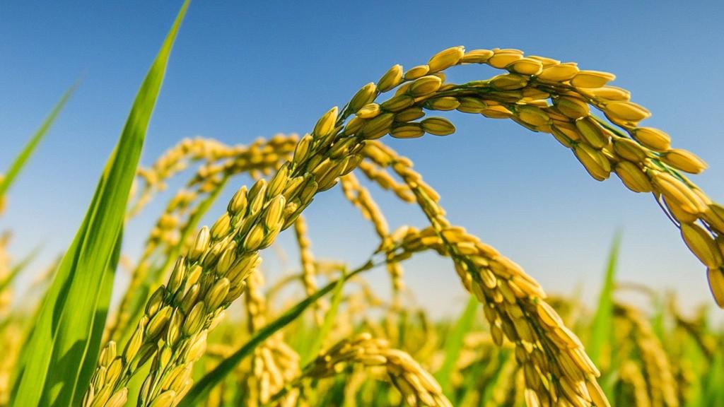 Unique taste and aroma of amber rice: Special features of this product at Salehi Factory