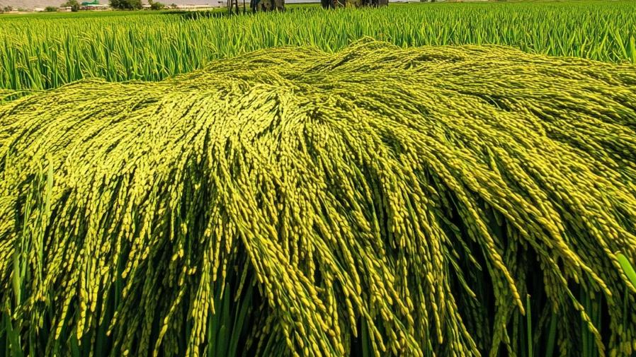 Local Anbar Rice: Why should you buy from Salehi's Green Gold Rice Factory?