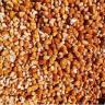 Golestan Nuts, Sale of Blossom Powder and Seedlings in Shahroud
