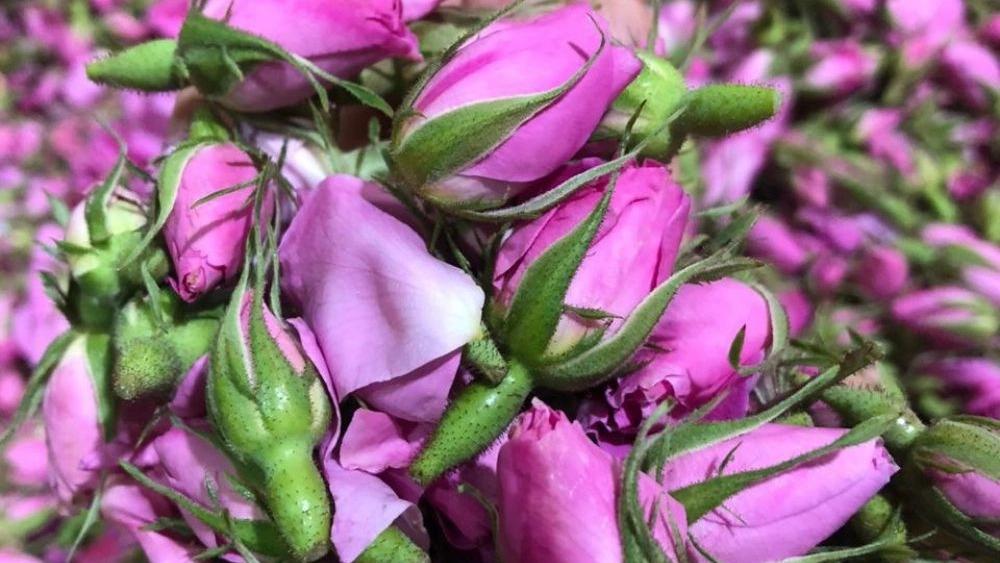 Special Sales of Mohammadi Gul Bud