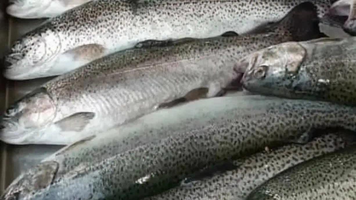 Exporting salmon to Russia at the best price