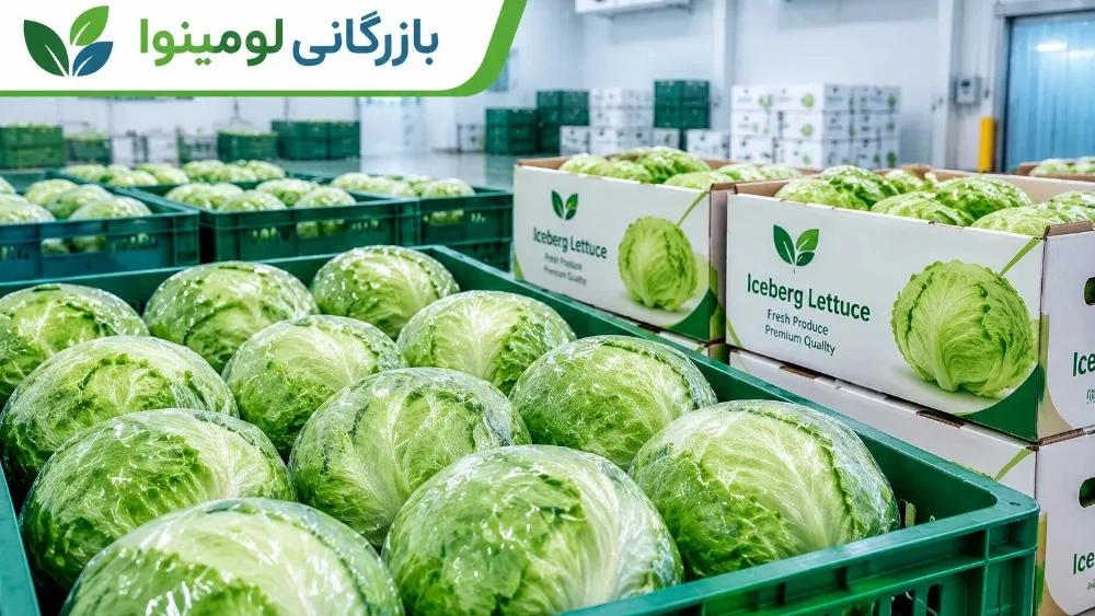 Wholesale sale of freshly delivered iceberg lettuce with standard sorting and packaging