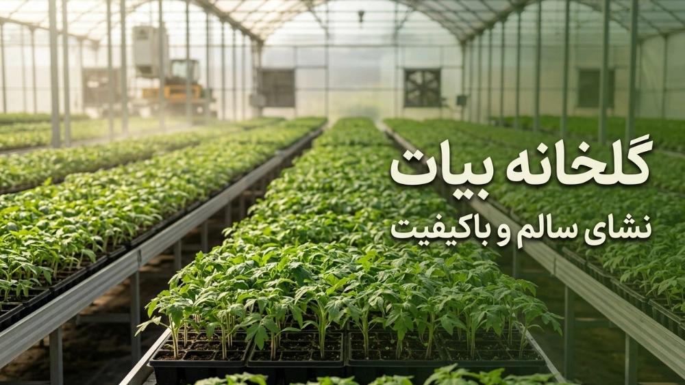 7 features of healthy and high-quality seedlings that you should know before buying