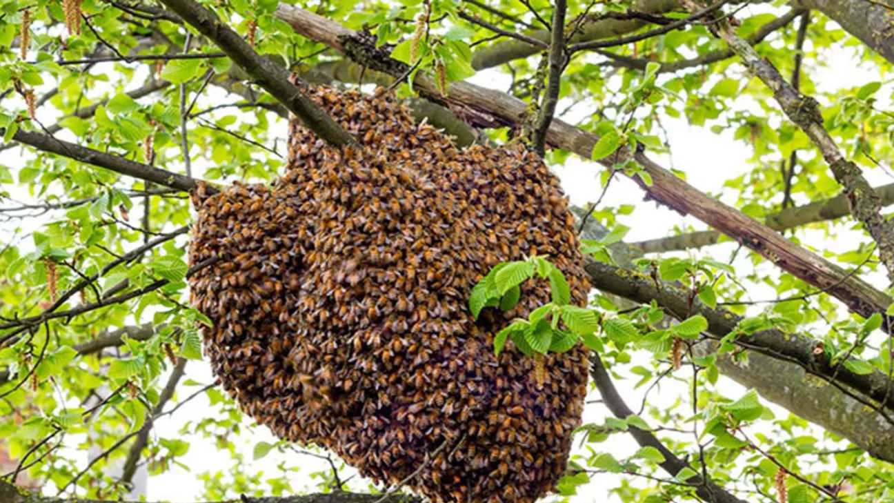 Lahijan'da bal arısı yetiştiriciliği ve kraliçe Lahij Arısı