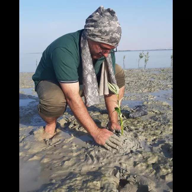 کاشت نهال برای حفظ جنگل حرا کاشت نهال برای حفظ جنگل حرا