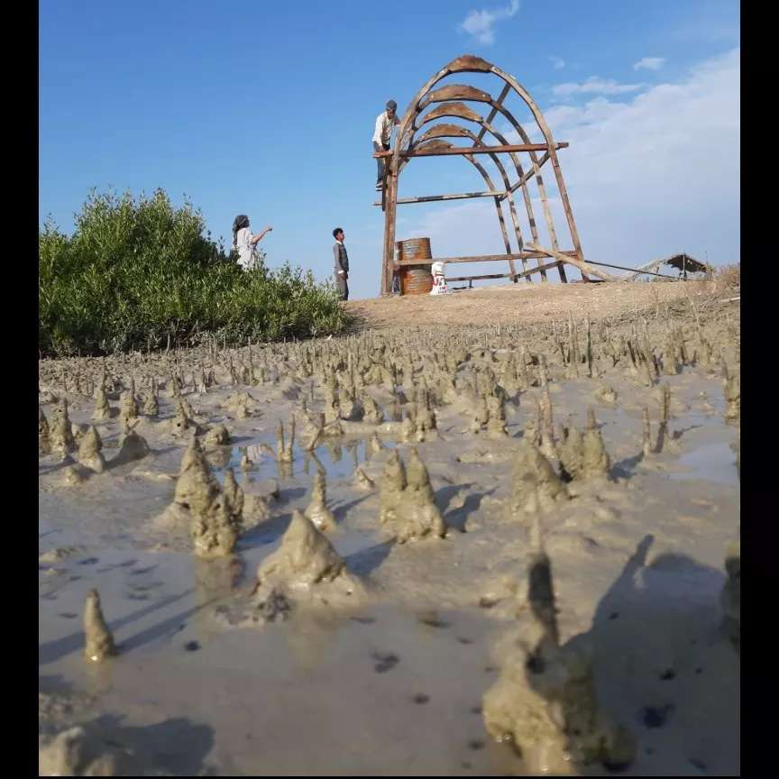 کاشت نهال برای حفظ جنگل حرا کاشت نهال برای حفظ جنگل حرا