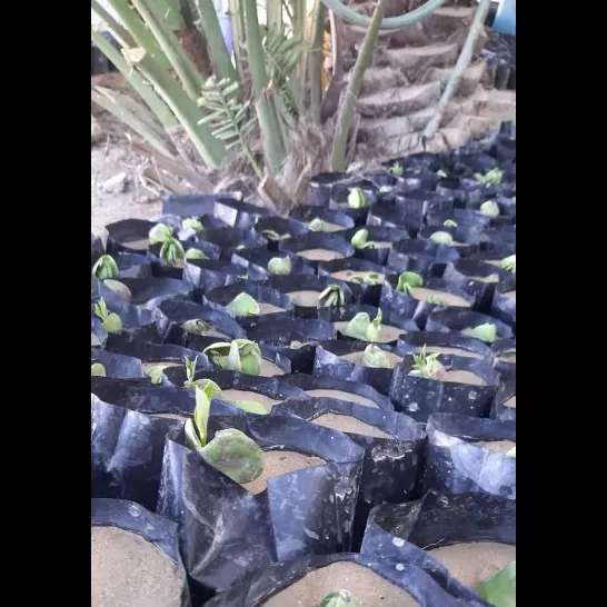 کاشت نهال برای حفظ جنگل حرا کاشت نهال برای حفظ جنگل حرا
