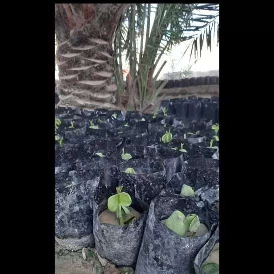 کاشت نهال برای حفظ جنگل حرا کاشت نهال برای حفظ جنگل حرا