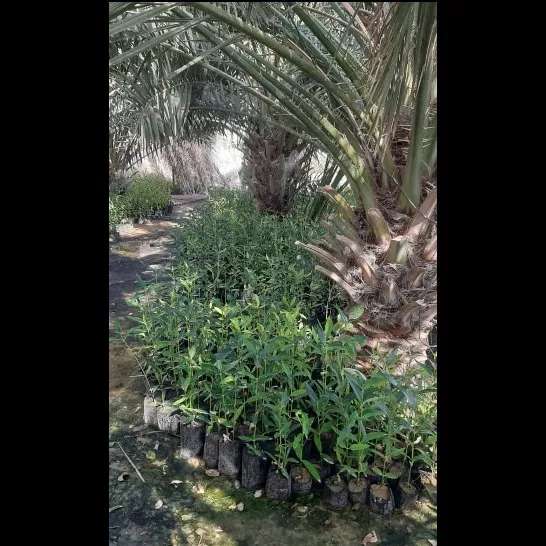 کاشت نهال برای حفظ جنگل حرا کاشت نهال برای حفظ جنگل حرا