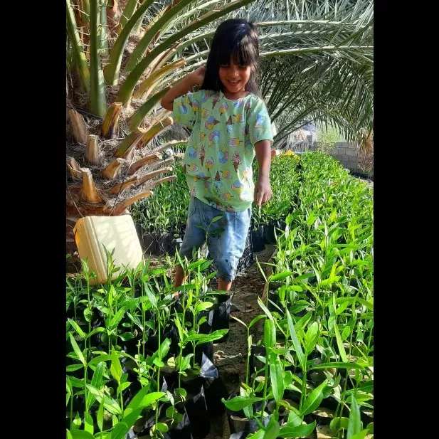 کاشت نهال برای حفظ جنگل حرا کاشت نهال برای حفظ جنگل حرا