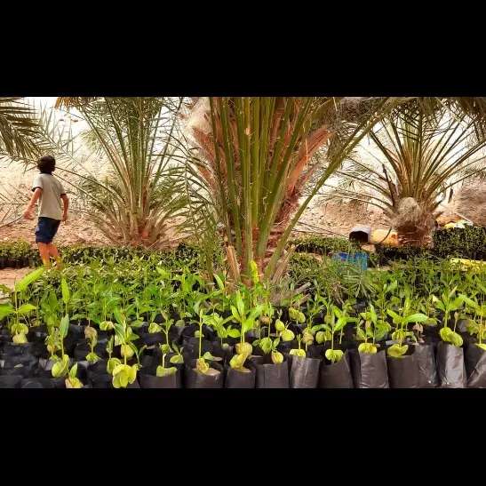 کاشت نهال برای حفظ جنگل حرا کاشت نهال برای حفظ جنگل حرا