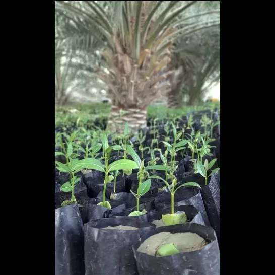 کاشت نهال برای حفظ جنگل حرا کاشت نهال برای حفظ جنگل حرا
