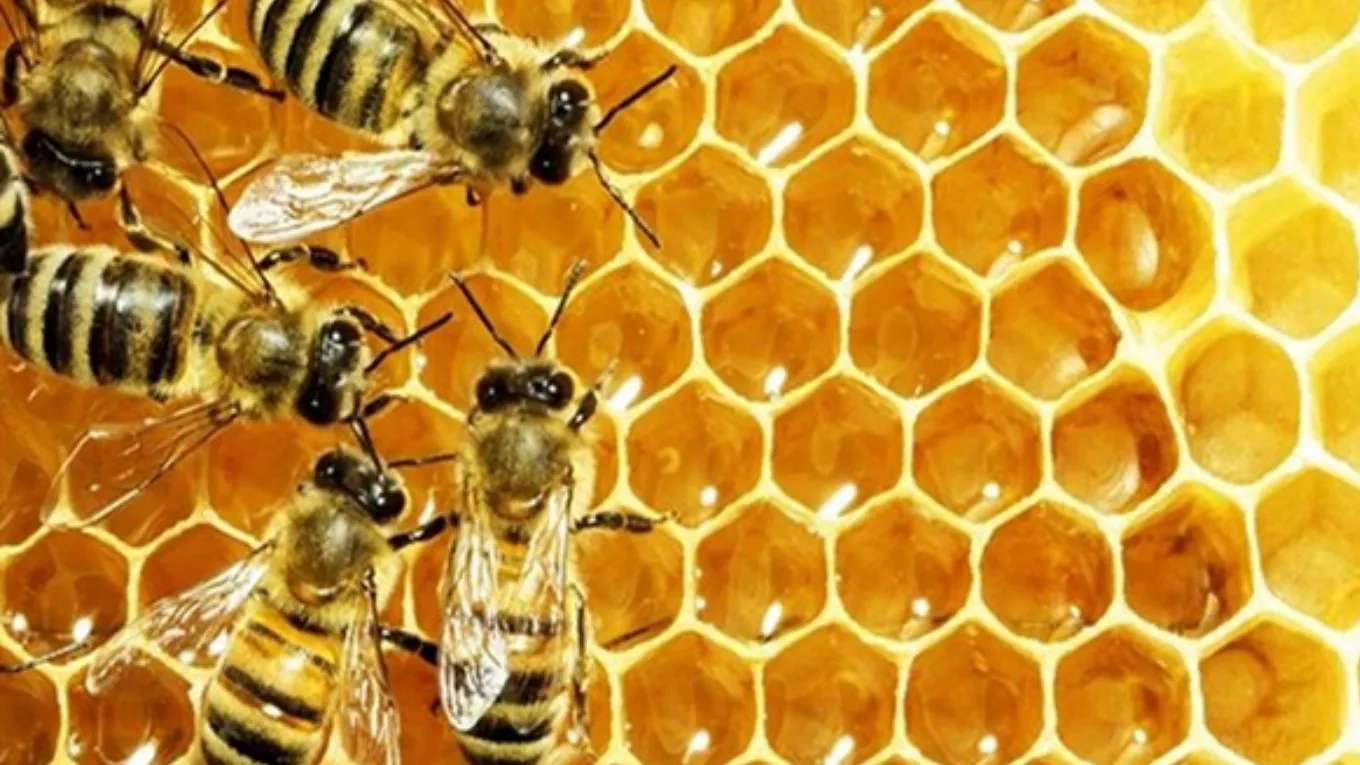 Breeding honey bees and queens
