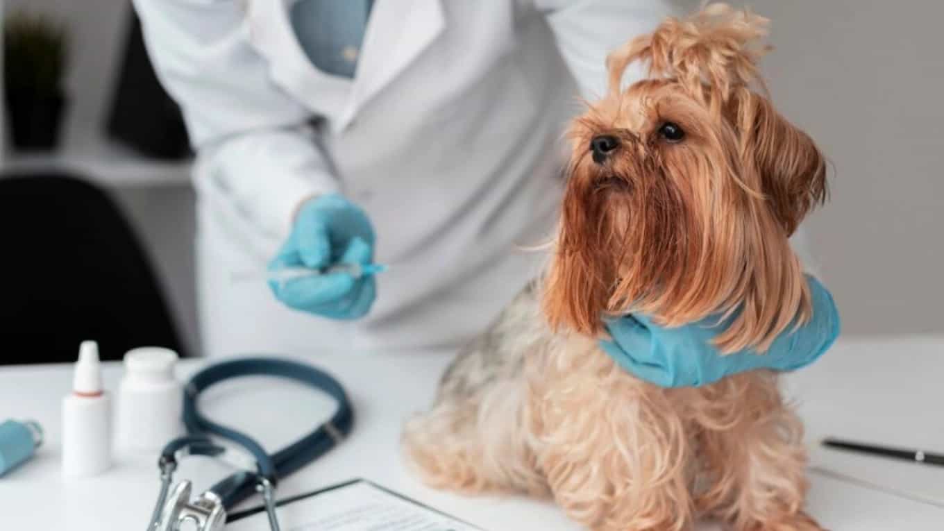 Hani's pet shop and Dr. Faraji's veterinary pharmacy in Varamin