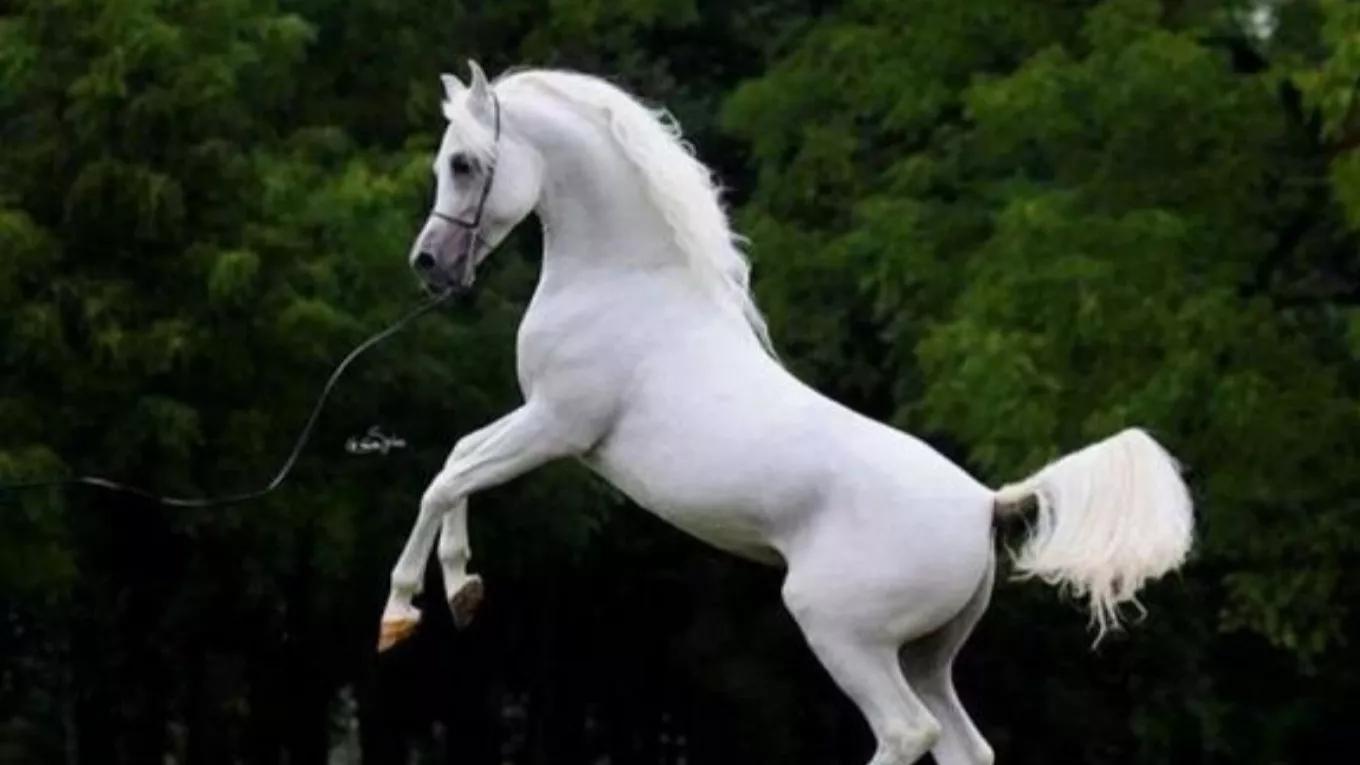 What do horses eat?