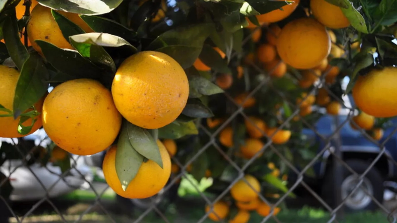 Fresh extract nursery in Khuzestan