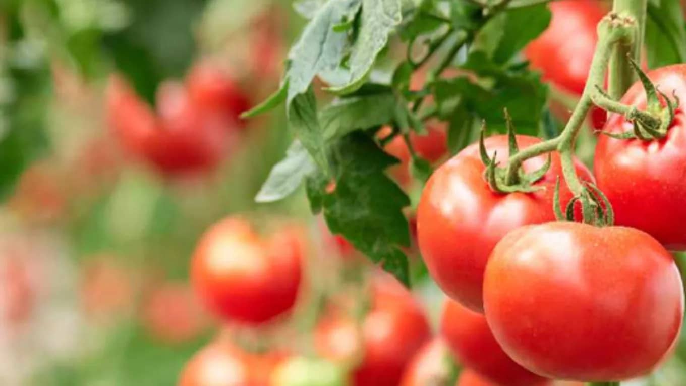 6 روش برای سرعت بخشیدن به رشد گوجه فرنگی