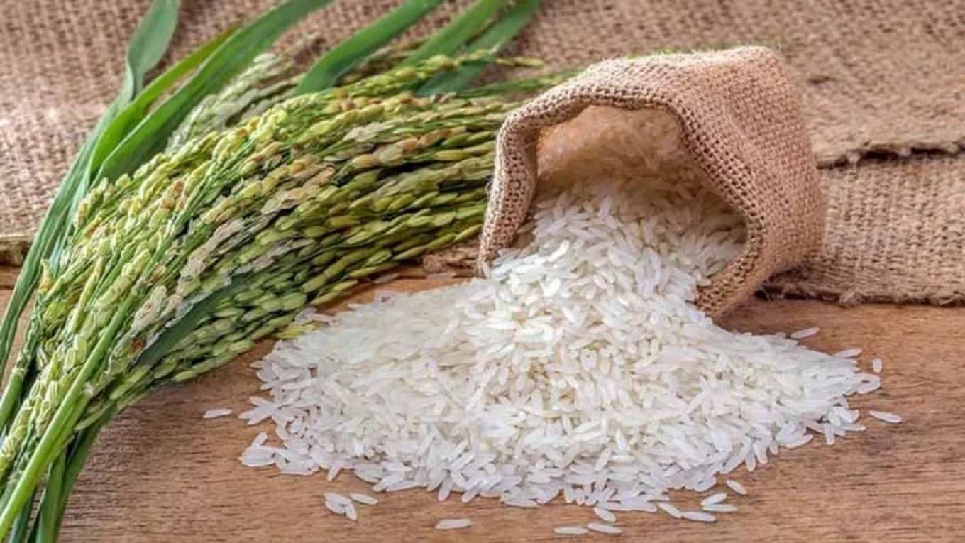 Gilan Caspian rice production