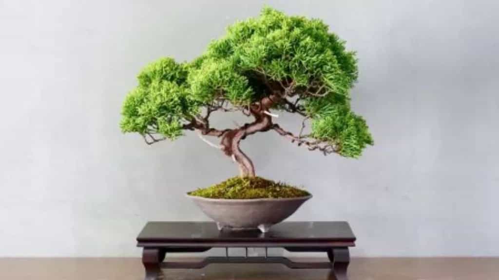 What is bonsai?