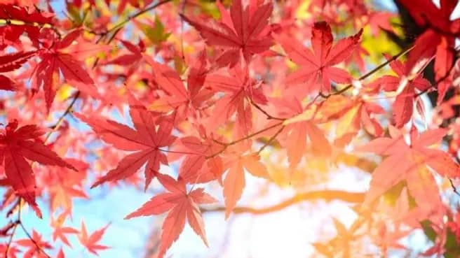 نگهداری آسان بونسای افرا در خانه