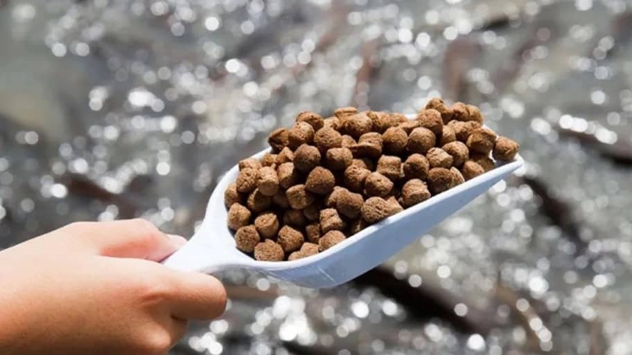 اشکال مختلف غذای قزل آلا