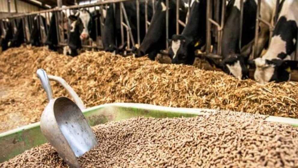 بهترین خوراک دام و طیور و ویژگی آن