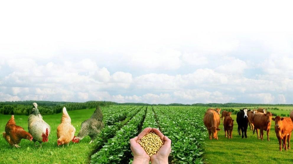 Çiftlik hayvanları ve kümes hayvanları için en iyi yem ve özellikleri