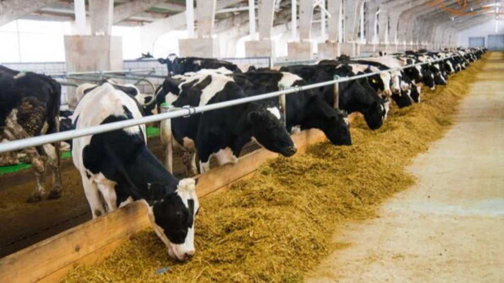 چرا باید از خوراک پلت استفاده کنیم؟