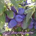 Nobahar Jafarmirzai nursery and garden in Miandoab