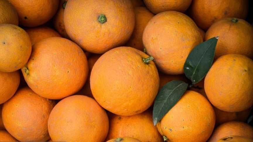 نکات مهمی که برای صادرات میوه باید به آن توجه کرد