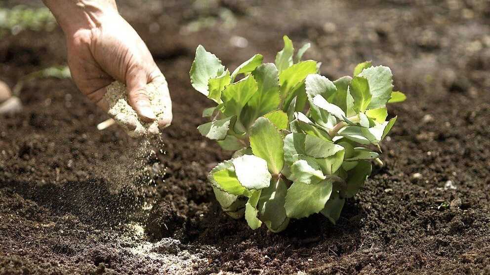 Production and sale of organic agricultural products of Sena in Tehran