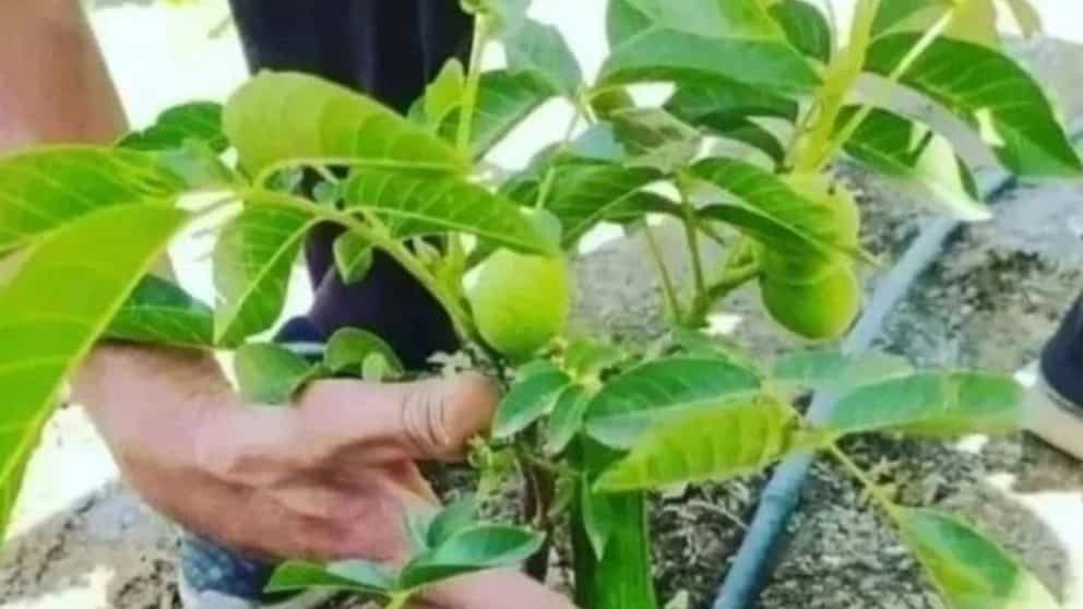 Grafted Chandler walnut seedlings