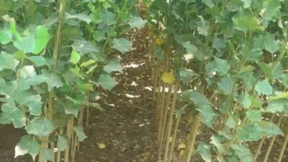 Selling the best and highest quality fir saplings in Shahr Nahal nursery