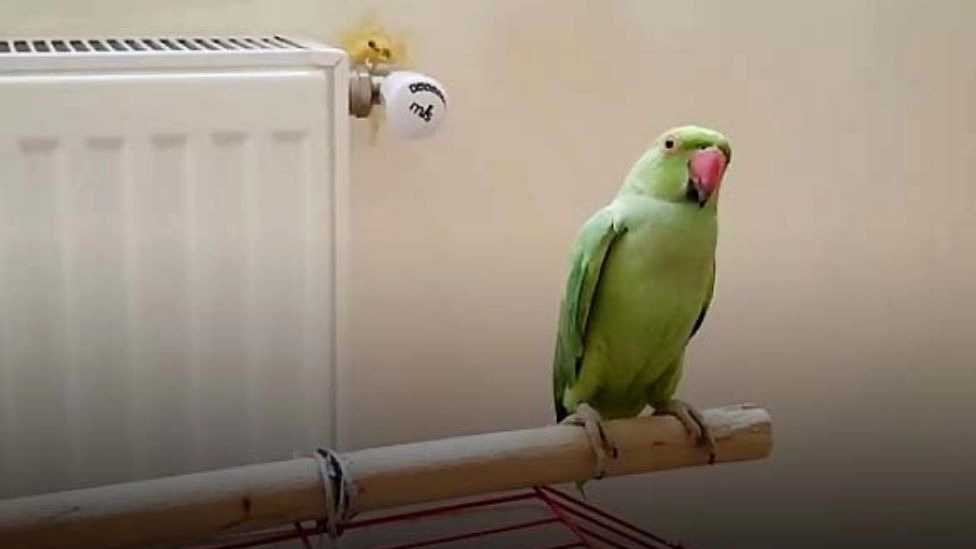 اصول نگهداری طوطی سبز و ملنگو
