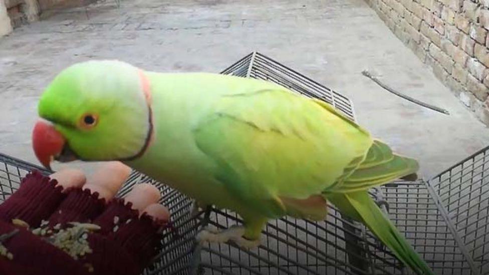 The principles of maintenance of green and melange parrots