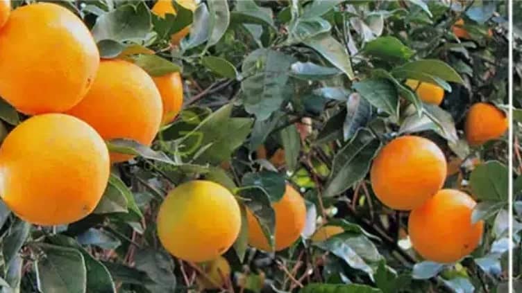 بهترین نهال مرکبات