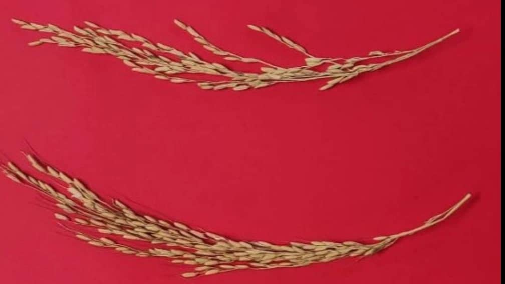 تاثیر کود ارگانیک کشاورزی سنا