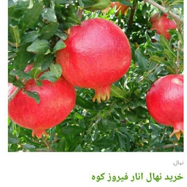 1705830373136.webp