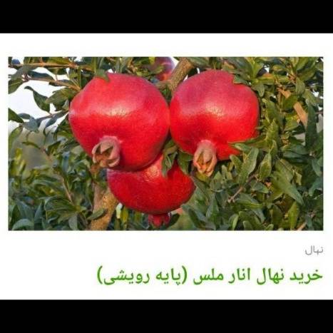 1705830383525.webp