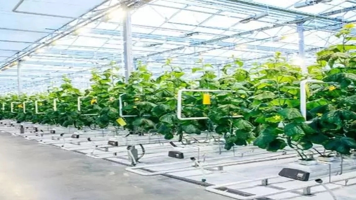 smart power technical and engineering group, electricity implementation of the greenhouse factory in Najaf Abad, Isfahan