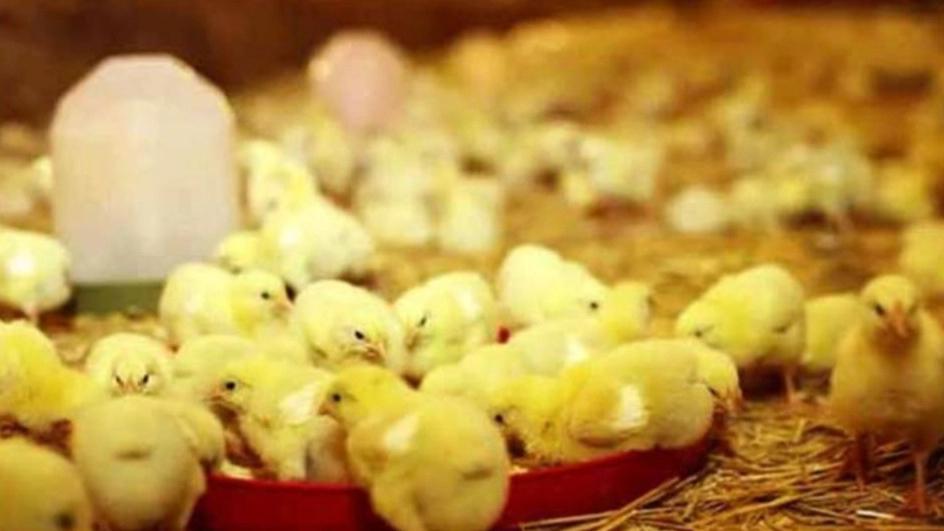 تأثير معدات الدواجن على صحة الدجاج