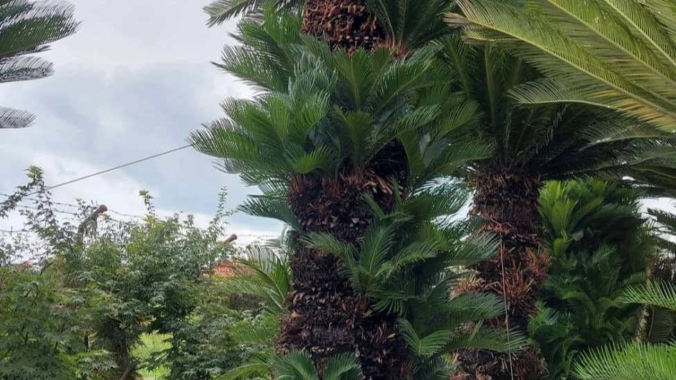 نگهداری و مراقبت از گیاهان زینتی