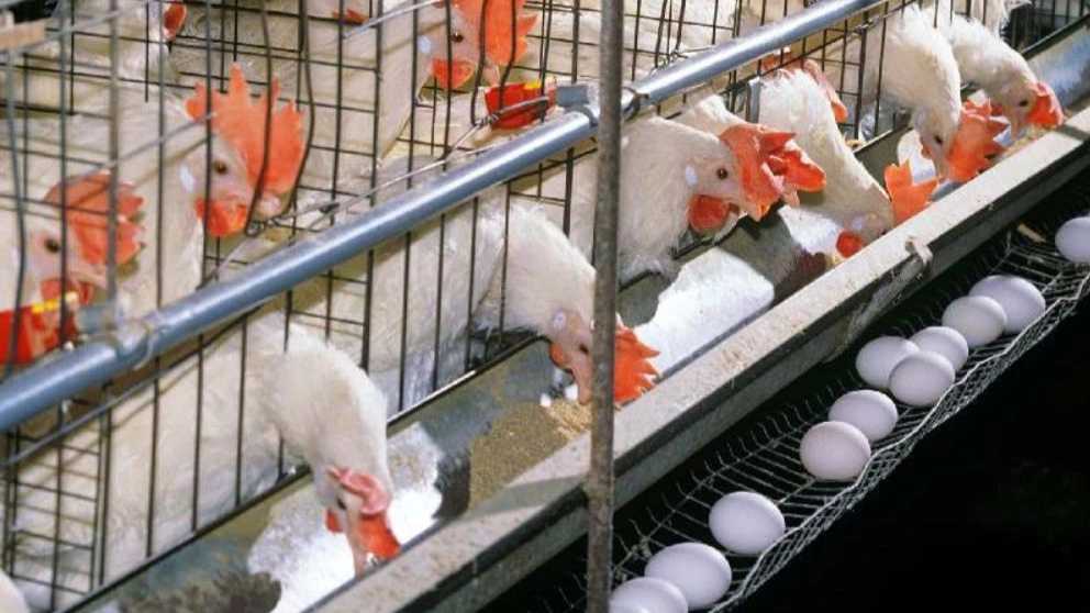 انواع قفس مرغداری صنعتی