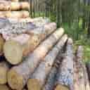 Haj Reza Hasanpour wood shop, selling wood in Tehran