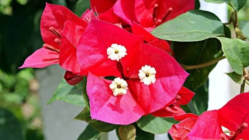 10 گل تابستانی زیبا و مقاوم به گرما