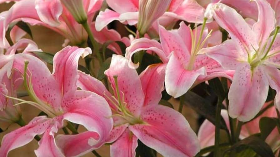 10 گل تابستانی زیبا و مقاوم به گرما