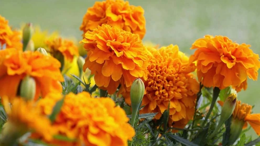 10 گل تابستانی زیبا و مقاوم به گرما
